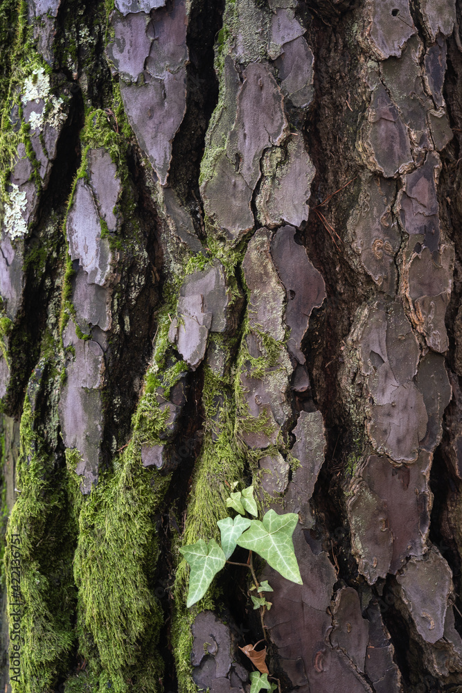 Beautiful natural tree bark pattern. Close up of a tree. Natural background Beautiful natural tree bark pattern. Close up of a tree. Natural background