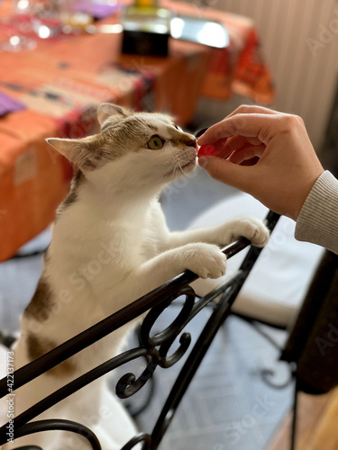 Obraz na płótnie Chaton w salonie