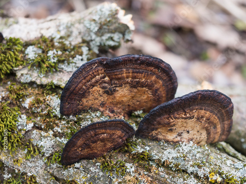Close up group of Fomitopsis pinicola. Red belt conk or red belted bracket fungus, growing on a dead tree trunk, selective focus © Kristyna
