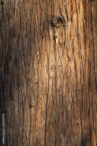 Beautiful natural tree bark pattern. Close up of a tree. Natural background