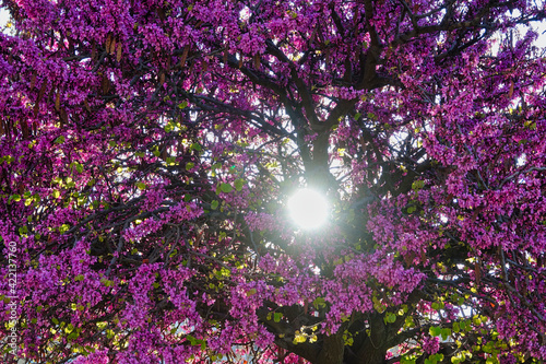 Sun rays shining through the purple flowers of a tree in spring