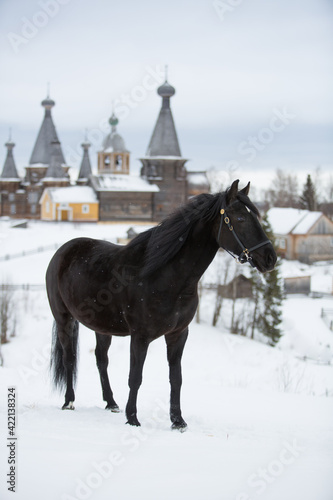Portrait of a black horse in an old village