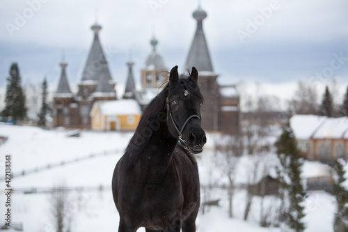Portrait of a black horse in an old village