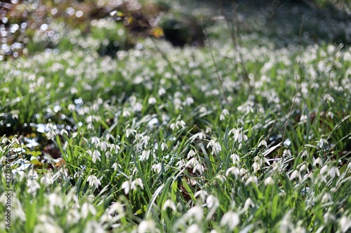 Pembrokeshire forest with snowdrops in bloom