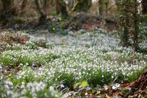 Pembrokeshire forest with snowdrops in bloom