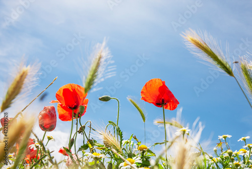 Rote Mohnblumen im Kornfeld mit Blauem Himmel