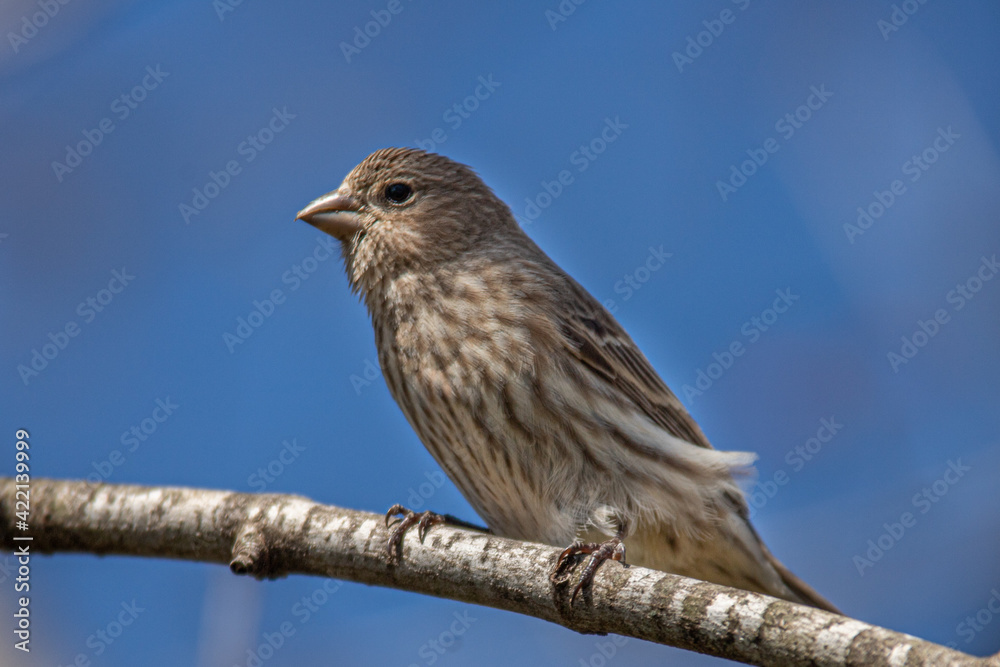 House Finch Sitting on a Tree Branch on a Sunny Day House Finch Sitting on a Tree Branch on a Sunny Day