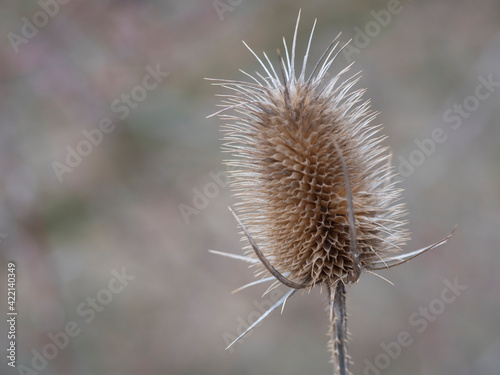 Close up of dry thistle flowerhead. Dipsacus sativus, wild teasel dried head in nature,selective focus, beige bokeh background © Kristyna