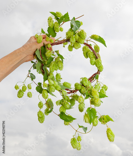 Hopfenkranz in einer Hand vor hellem Hintergrund