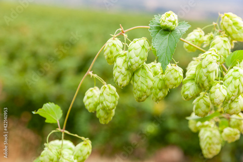 Hopfenranke vor grünem Hintergrund
