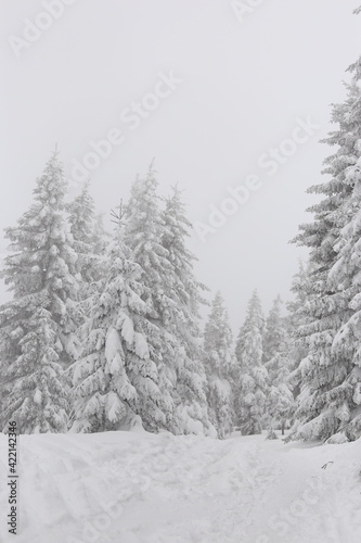Beautiful winter landscape with snow covered trees in Czech Republic © ranniptace