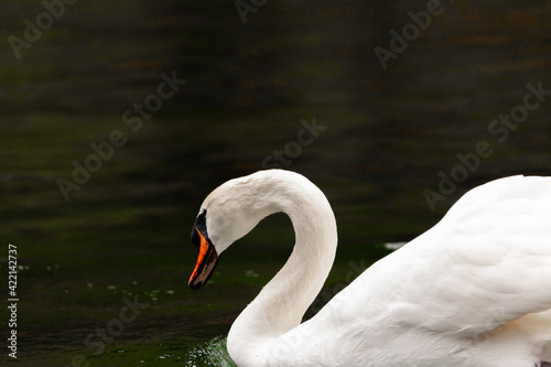 swan on the lake