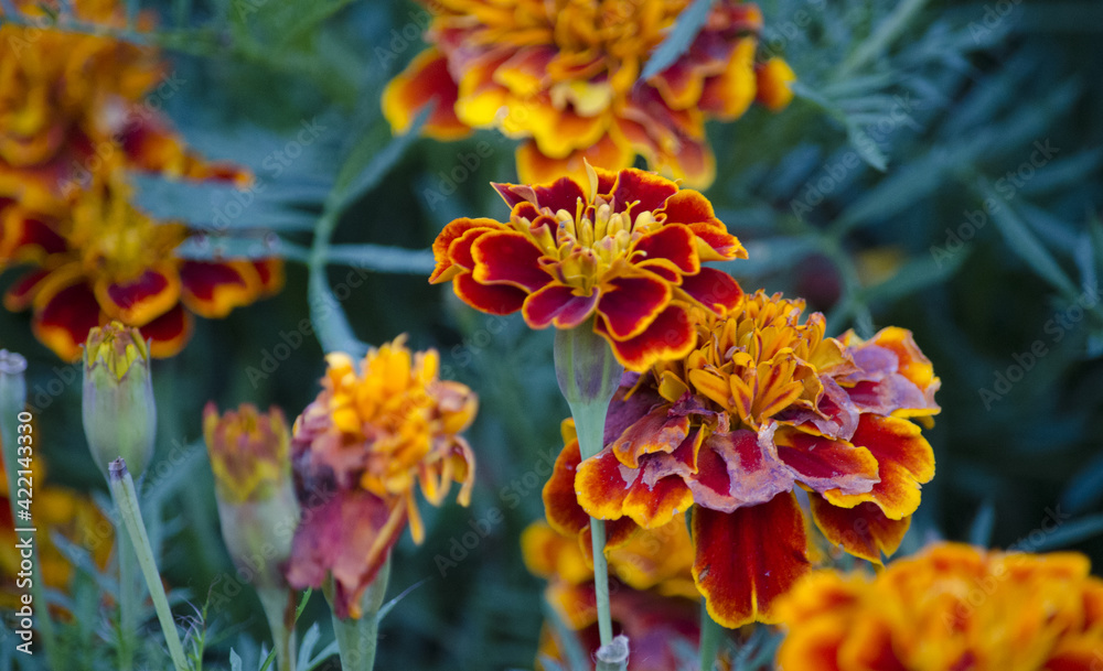 Calendula, or Marigold (lat.Calendula) is a genus of herbaceous plants of the Asteraceae family. Calendula, or Marigold (lat.Calendula) is a genus of herbaceous plants of the Asteraceae family.