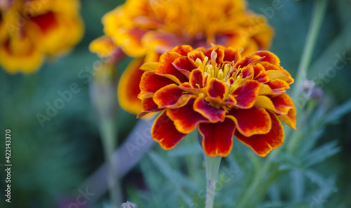 Calendula, or Marigold (lat.Calendula) is a genus of herbaceous plants of the Asteraceae family.