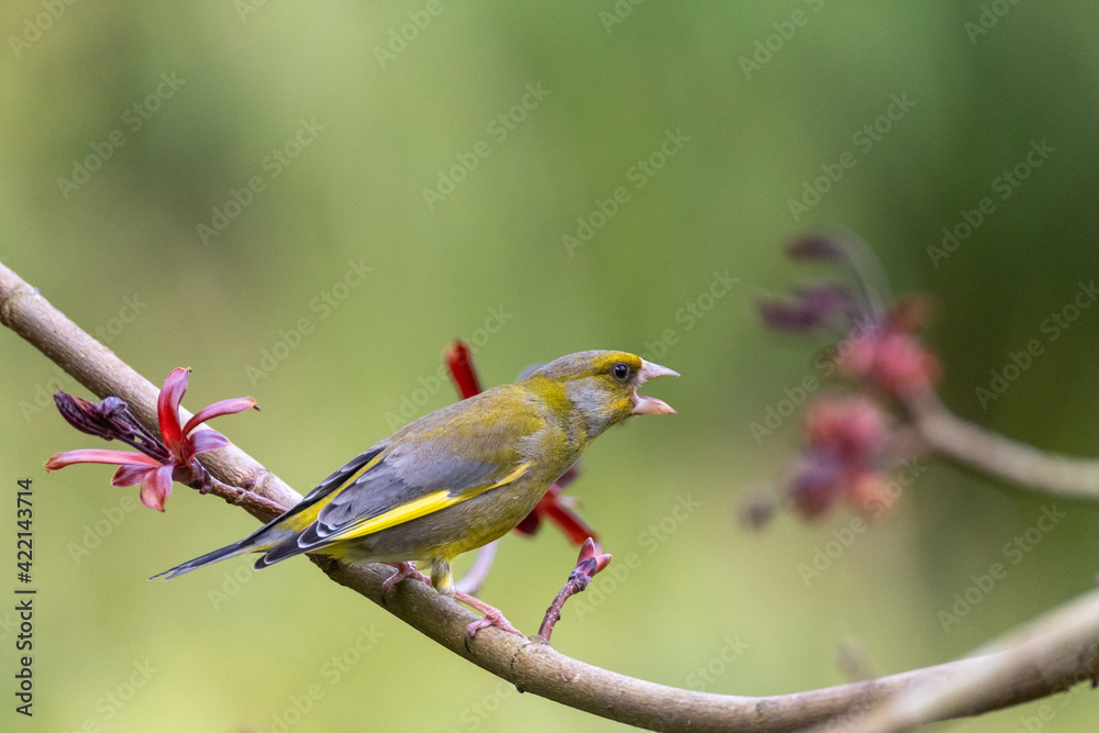 Verdier d'europe, passereau france sur branches au printemps