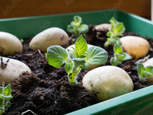 place tubers on a tray; healthy sprouts chitting seed potatoes photo