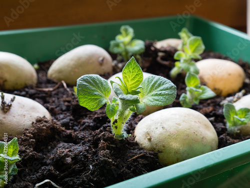 Photos place tubers on a tray; healthy sprouts chitting seed potatoes