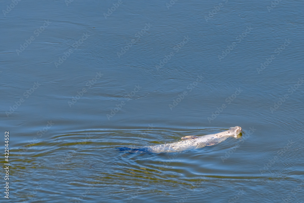 Obraz premium A common harbor seal (Phoca vitulina) swimming on his back and relaxing on a sunny day. Water is calm.