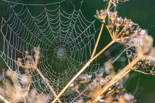 A small spider web covered with dew. No spider present. Green background, shallow depth of field. Dead plants in front and behind.