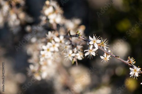 flor del endrino, primavera, floración