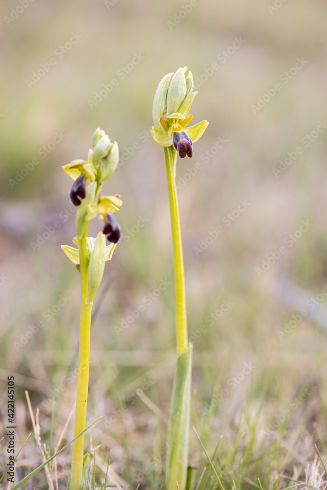 orquídea salvaje, planta, peligro de extinción orquídea salvaje, planta, peligro de extinción