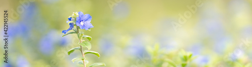 Closeup of mini blue purple flower on blurred gereen background under sunlight with copy space using as background natural plants landscape, ecology cover page concept.