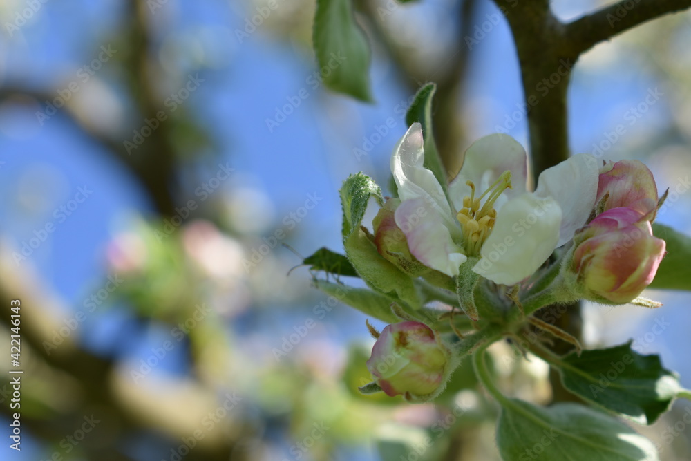 Apfelblüten im Schwarzwald