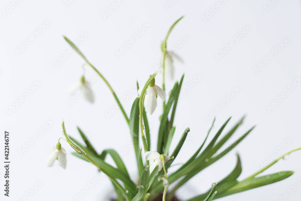 Conceptual photo.Snowdrop flowers in vase on white background. Springtime. Easter decor. Snowdrop in glass pot Conceptual photo.Snowdrop flowers in vase on white background. Springtime. Easter decor. Snowdrop in glass pot