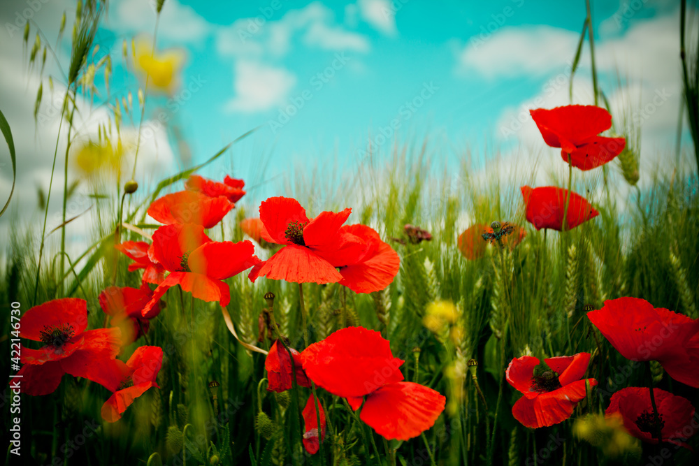 Fototapeta premium Poppy field and sky