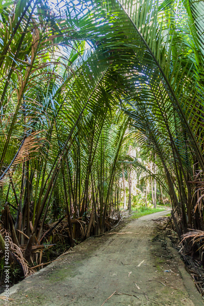 Path through a forest near Loboc village on Bohol island, Philippines