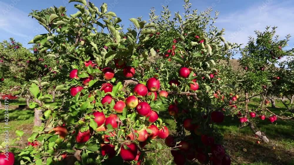 Organic Red Apple Tree in Orchard Organic Red Apple Tree in Orchard