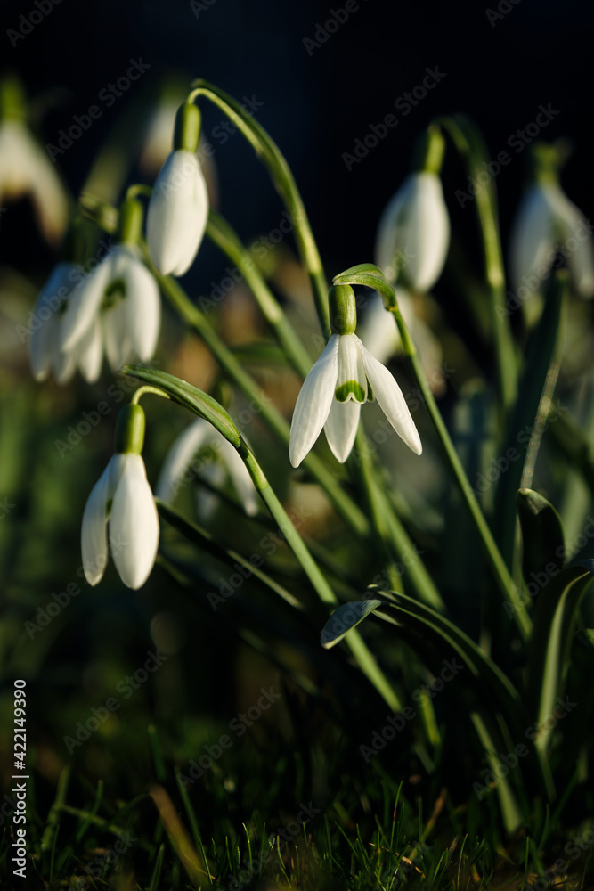 White blooming snowdrop or Galanthus nivalis in the forest background. Sunny spring day, close up, shallow depths of the field, dark background White blooming snowdrop or Galanthus nivalis in the forest background. Sunny spring day, close up, shallow depths of the field, dark background