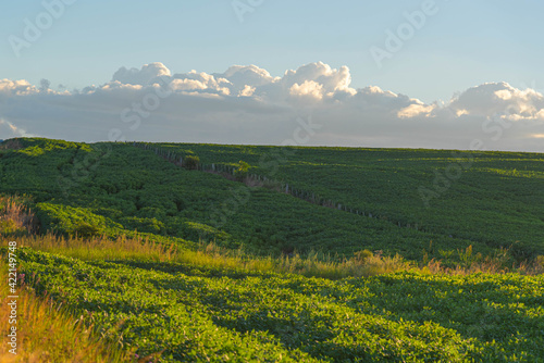 Evening over soybean farm area in Brazil