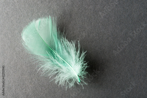 Close up of turquoise feather on grey backgroundClose up of turquoise feather on grey background photo