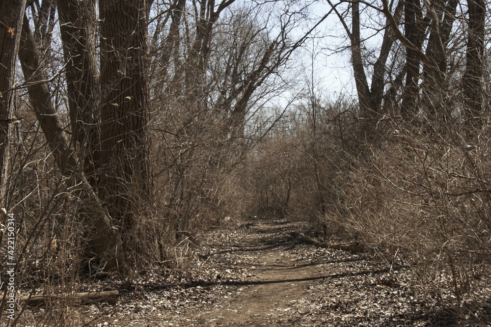 winter forest path winter forest path