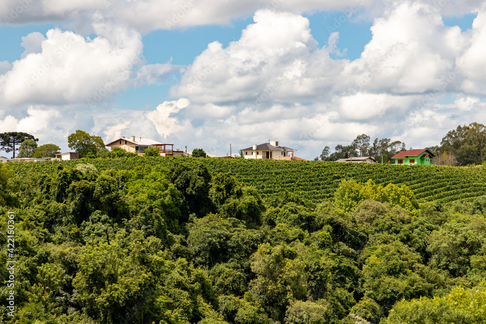 Vineyards, house and forest in valley