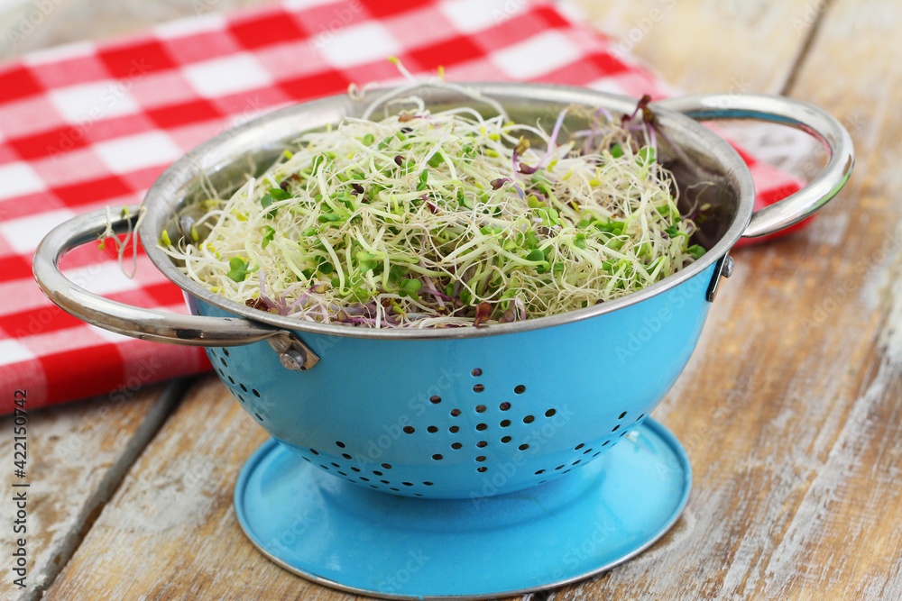 Alfalfa, leek sprouts and watercress in blue colander on rustic wooden surface