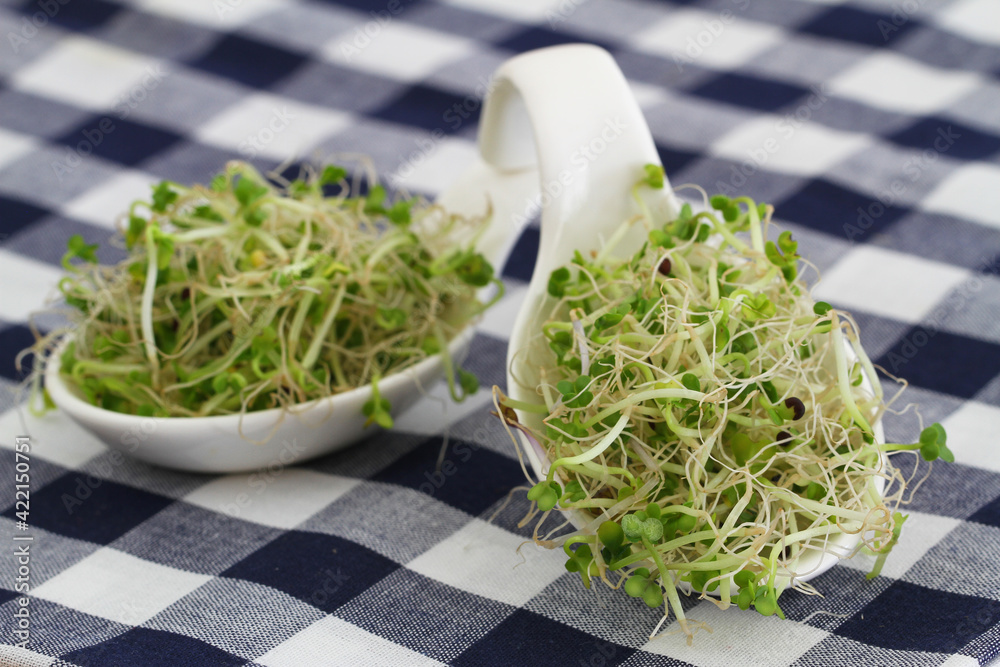 Fresh alfalfa and leek sprouts on porcelain spoons on navy blue checkered kitchen cloth