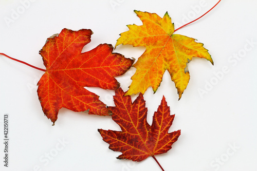 Colorful autumn maple leaves on white background 