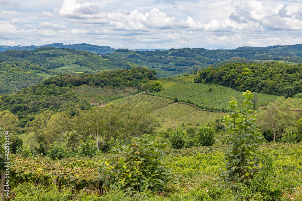 Fototapeta premium Vineyards and forest in valley