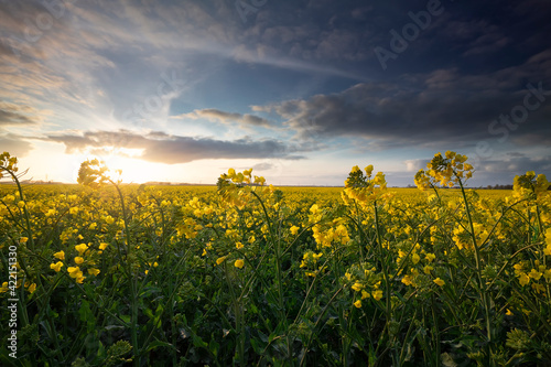 rapeseed flower field in sunny day