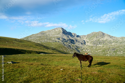 Konstfotografi Horses grazing on green meadow in the highest mountain on the Balkan Peninsula -