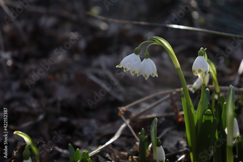 Spring snowdrops in snow in the forest. Spring flowers. The first flowers. Galanthus nivalis.