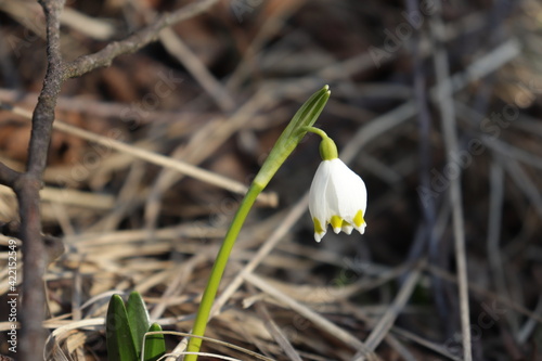 Spring snowdrops in snow in the forest. Spring flowers.  The first flowers. Galanthus nivalis. © LP