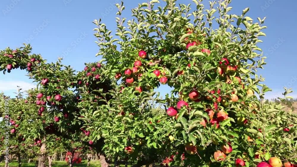 Organic Red Apple Tree in Orchard