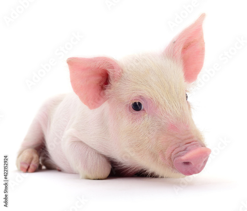 Pig on white
