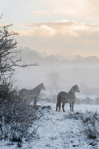 Wild horses in the Welsh hills. It is a winters day, and the ground is covered in snow, with a hazy light all around photo