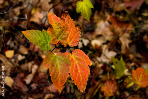 autumn leaves in the park