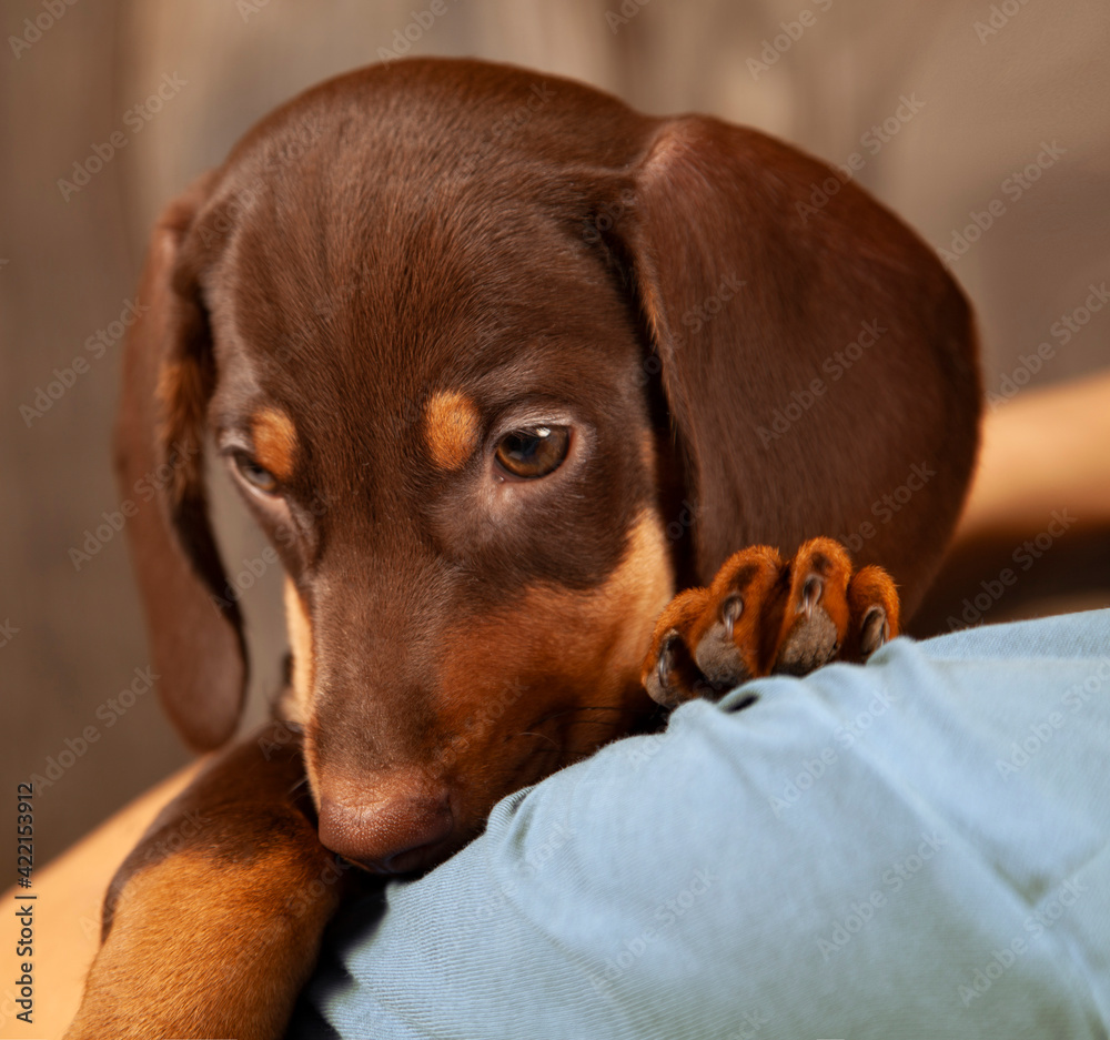 dog puppy breed dachshund on hand of a boy, teenager and his pet