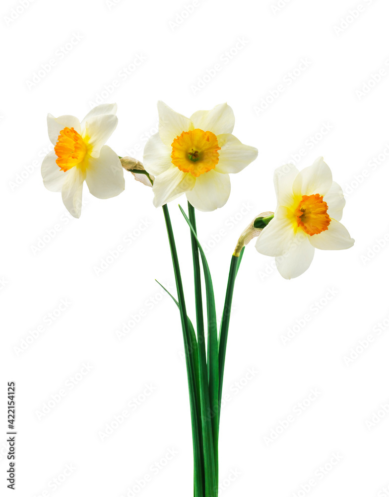 jasmine white flower isolated on white background jasmine white flower isolated on white background